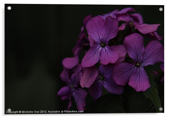 Pink Flower on Black Background Acrylic by Michelle Orai