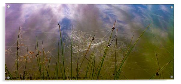 Early Morning Spiders' Webs Acrylic by Michelle Orai