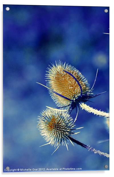 Spikey Teasels Acrylic by Michelle Orai