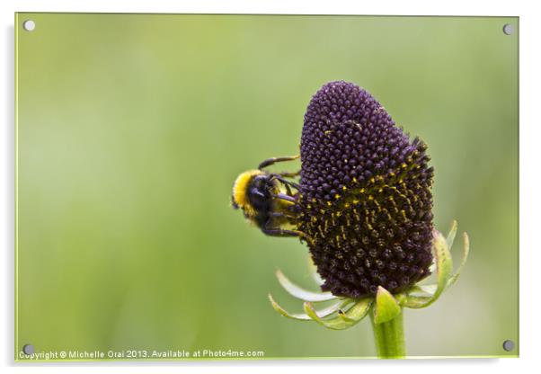 Bumble bee Acrylic by Michelle Orai