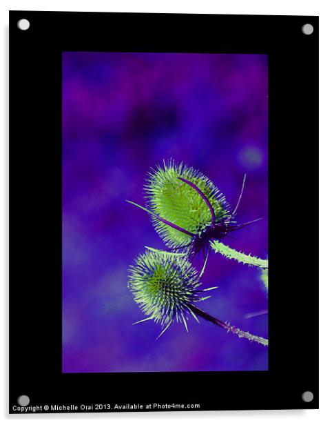 Green and Purple Teasel Acrylic by Michelle Orai