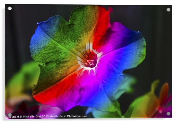 Rainbow Petunia Acrylic by Michelle Orai