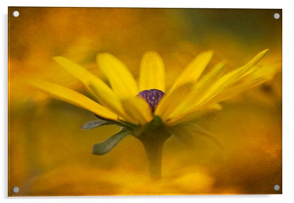 Rudbeckia Acrylic by Michelle Orai