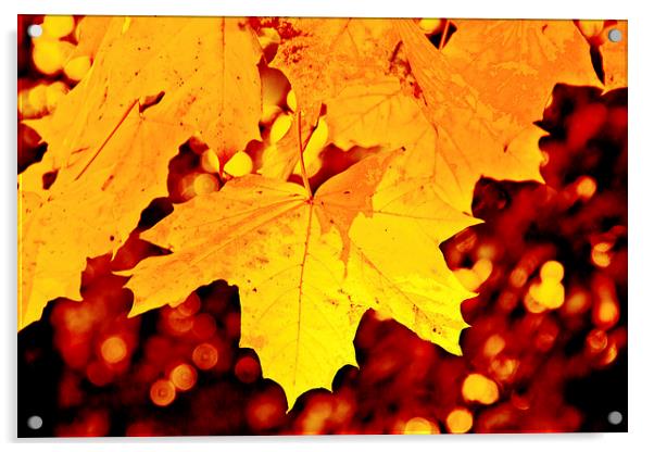 Autumn Leaf Acrylic by Michelle Orai