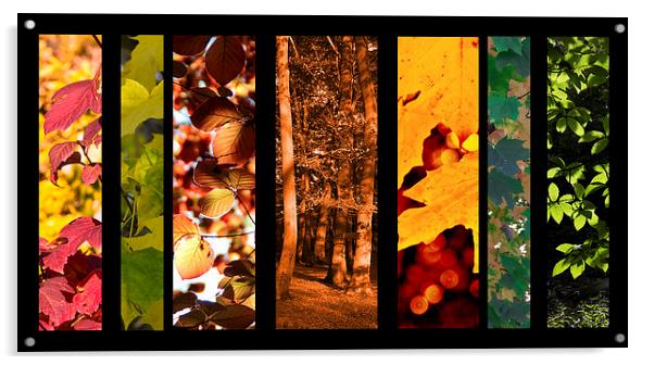 Colours of Autumn Acrylic by Michelle Orai
