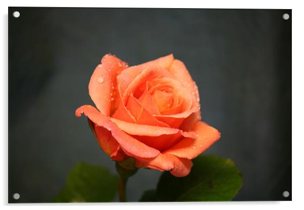 orange rose Acrylic by dennis brown