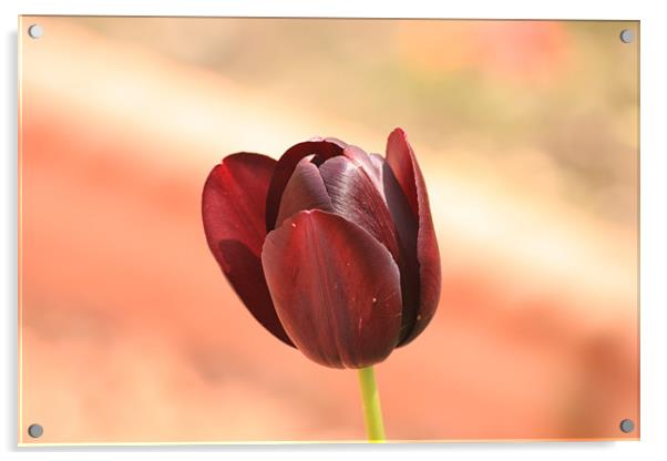 Deep Red Tulip Acrylic by Linda Brown