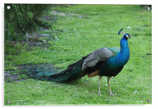 Peacock Acrylic by Linda Brown