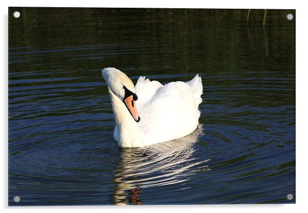 Swan on Blue Water Acrylic by Linda Brown