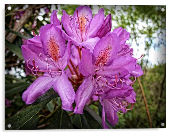 Rhodo Acrylic by Rod Ohlsson