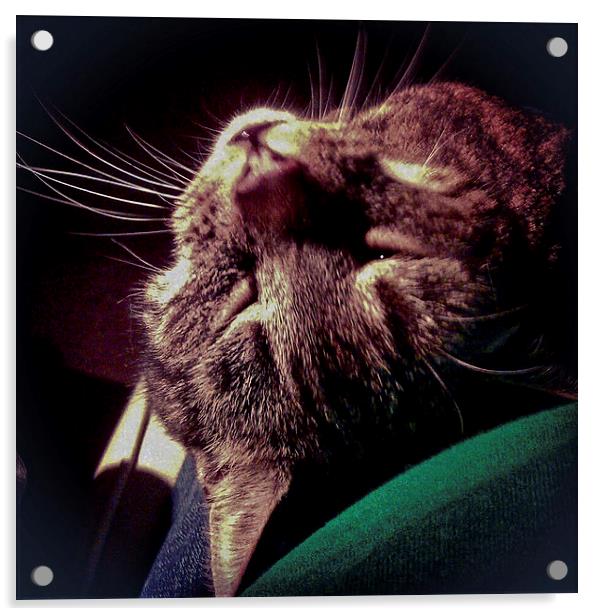 Cat Ray Acrylic by Rod Ohlsson