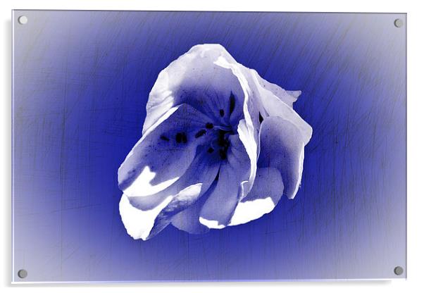 White petal on blue Acrylic by Rod Ohlsson