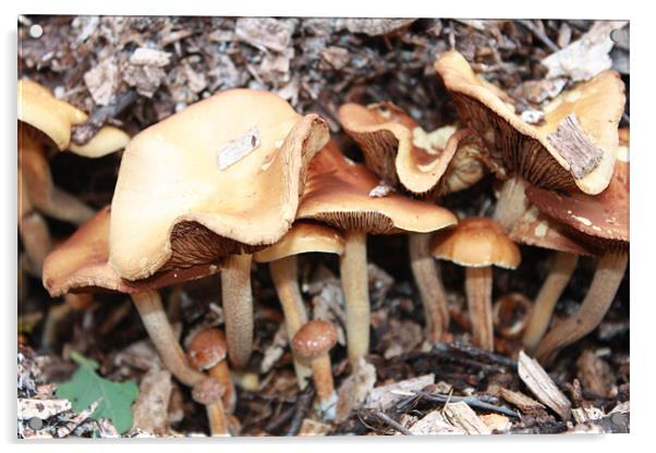 Mushroom Forest Acrylic by Catriona Paget