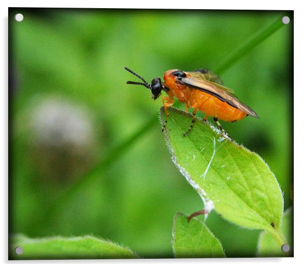 Orange-fly Acrylic by Loren Robbins