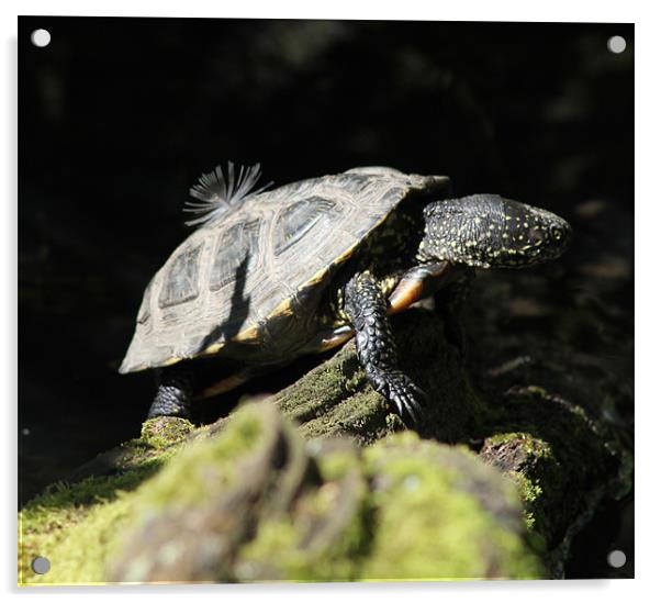 Turtle At Twycross Acrylic by Loren Robbins
