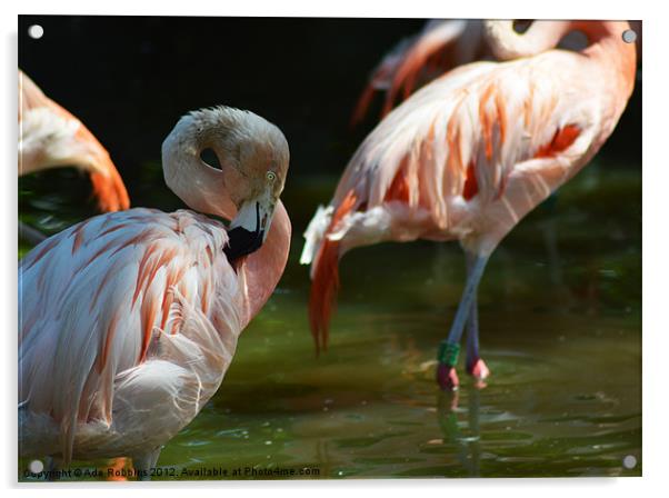 Chilean flamingo Acrylic by Ade Robbins