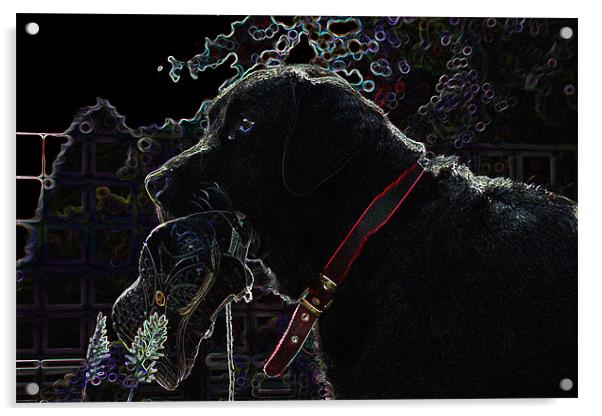 Glowing Labrador Acrylic by Claire McQueen