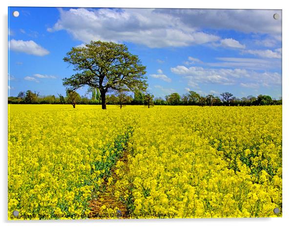 Mellow Yellow Acrylic by Colin Williams Photography