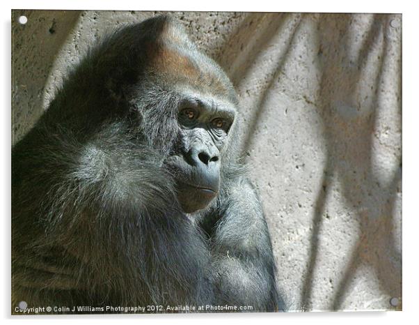 Male Silverback Gorilla Acrylic by Colin Williams Photography