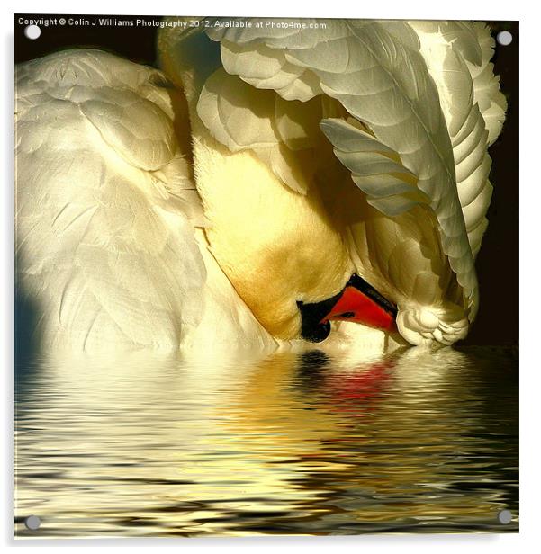 Swan Reflections Acrylic by Colin Williams Photography