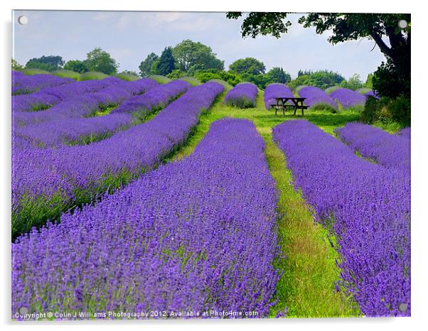Mayfield Lavender Fields 1 Acrylic by Colin Williams Photography