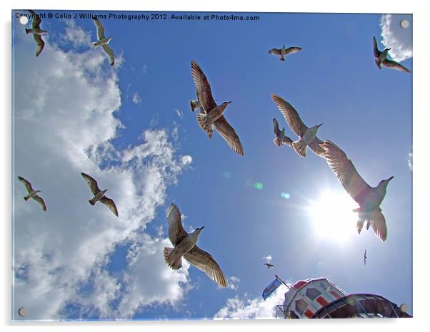 Brighton Seagulls Acrylic by Colin Williams Photography
