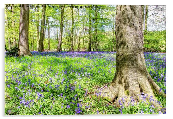  Bluebell Woodlands 2 Acrylic by Colin Williams Photography