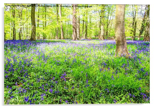  Bluebell Woodlands 3 Acrylic by Colin Williams Photography