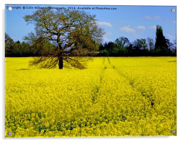 Mellow Yellow oilseed rape Acrylic by Colin Williams Photography