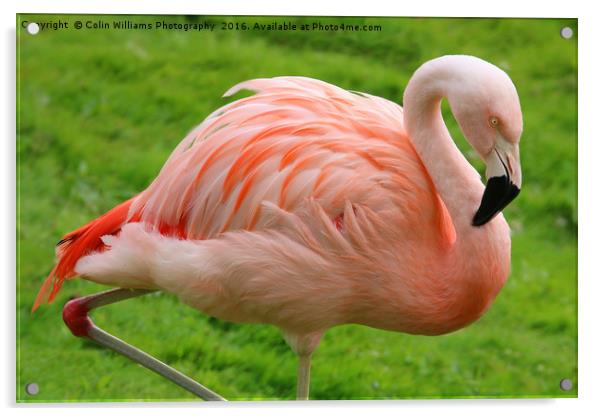 Pink Flamingo Acrylic by Colin Williams Photography