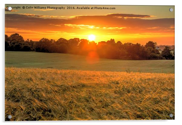Sunrise over A Field of Winter Barley Acrylic by Colin Williams Photography