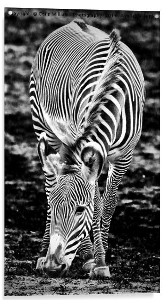 Zebra Feeding Acrylic by Colin Williams Photography