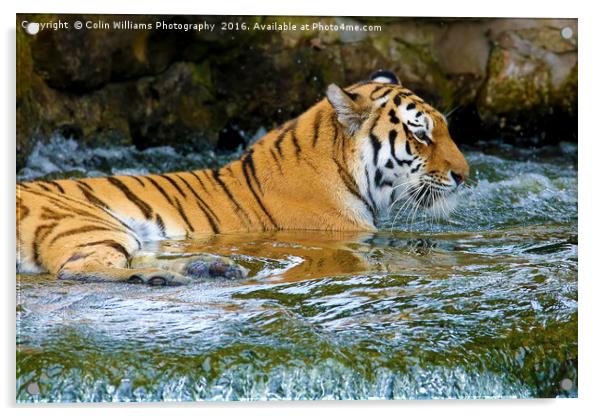 The Eye Of The Tiger - 2 Acrylic by Colin Williams Photography