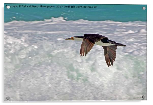 Australian Pied Cormorant Acrylic by Colin Williams Photography