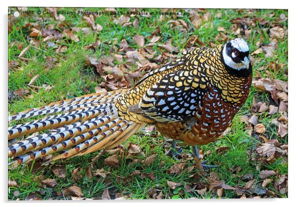  Reeves Pheasant seen near Haworth  Acrylic by Colin Williams Photography