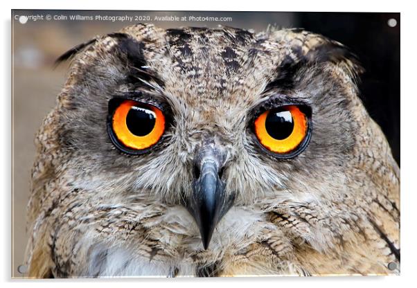 Eagle Owl Eyes Follow you Round the Room. Acrylic by Colin Williams Photography