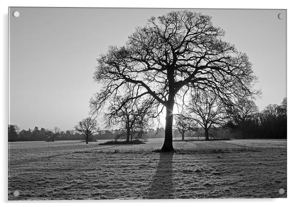 A January Morning Acrylic by Tony Murtagh