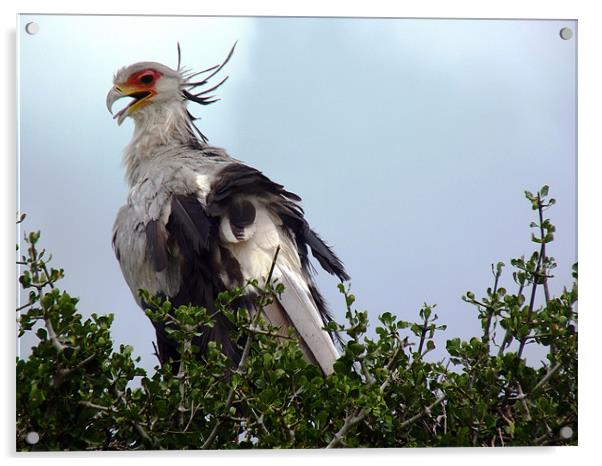 Secretary Bird Acrylic by Tony Murtagh