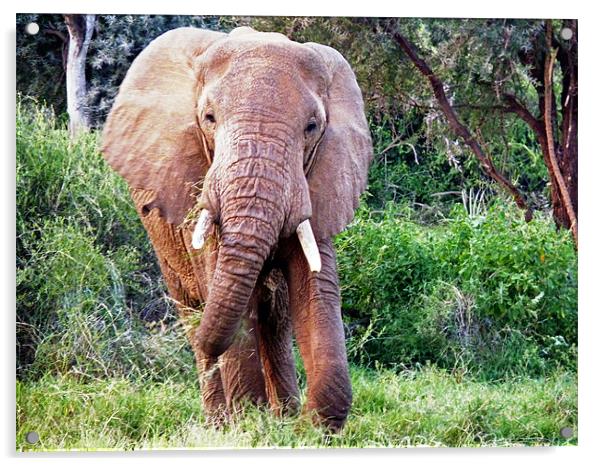 African Elephant Acrylic by Tony Murtagh