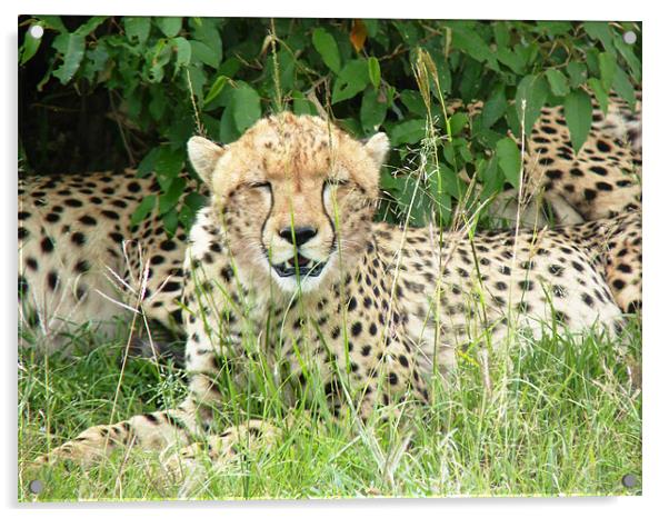 Cheetah Acrylic by Tony Murtagh