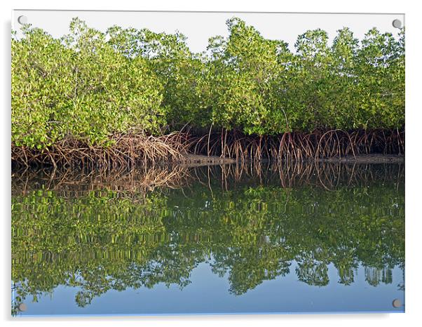 Mangrove Reflections Acrylic by Tony Murtagh