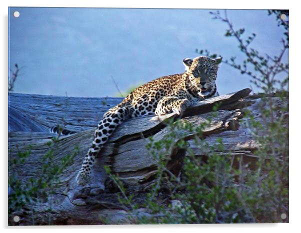 Sunbathing Leopard Acrylic by Tony Murtagh