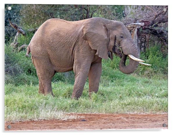 African Elephant Feeding Acrylic by Tony Murtagh