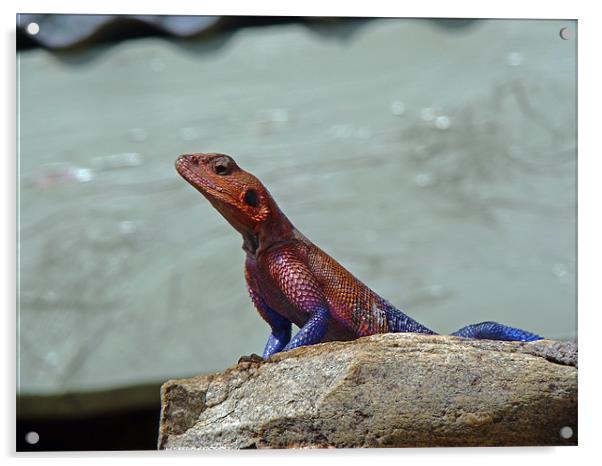 Agama Lizard Acrylic by Tony Murtagh