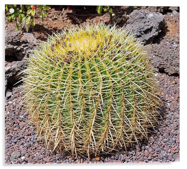 Golden ball cactus / Echinocactus grusonii Acrylic by Tony Murtagh
