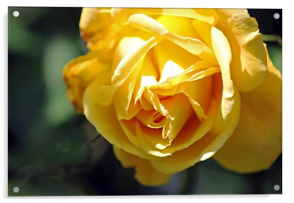 Yellow rose Acrylic by Tony Murtagh