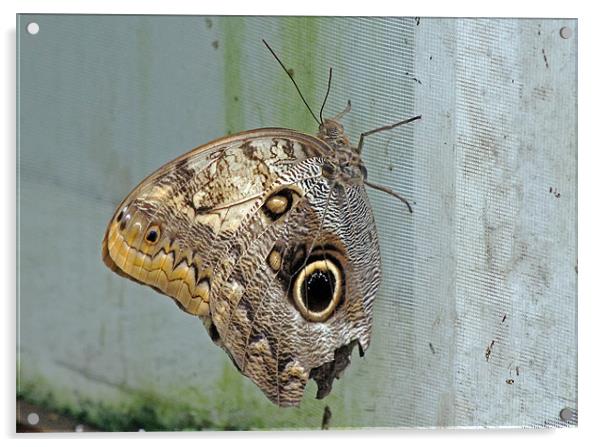 Owl Butterfly Acrylic by Tony Murtagh