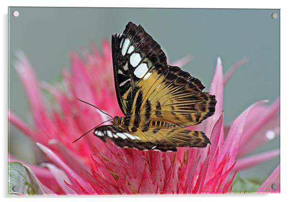 Clipper Butterfly Acrylic by Tony Murtagh