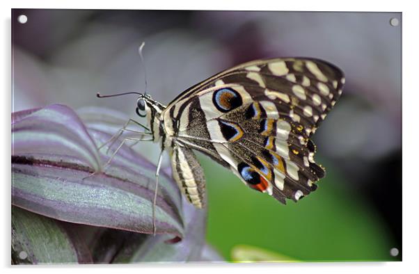 Tropical Butterfly Acrylic by Tony Murtagh