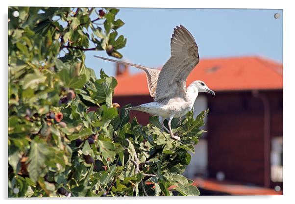 Juvenile Herring Gull Acrylic by Tony Murtagh